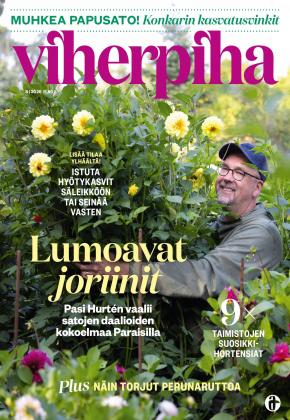 Viherpiha